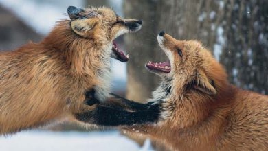 چگونه با افراد بی ادب برخورد کنیم؟ - قضیه را درام نکنید