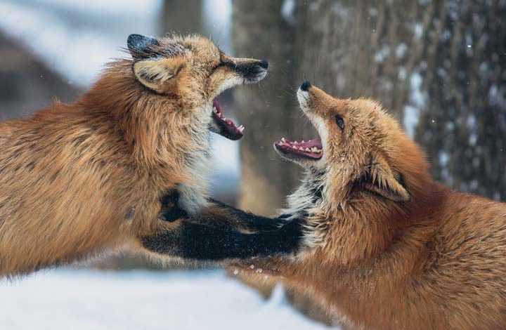 چگونه با افراد بی ادب برخورد کنیم؟ - قضیه را درام نکنید