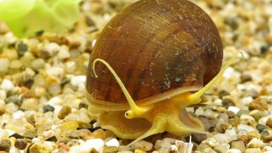 الگویی برای ترمیم صدمههای چشم؛ حلزون میتواند چشم خود را مجدد بسازد_اسپایدر 3 snail that can grow its eyes back 2