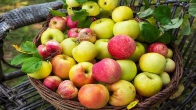 با خوردن سیب، کلسترول و قند خون خود را کنترل کنید_اسپایدر 6 با خوردن سیب، کلسترول و قند خون خود را کنترل کنید