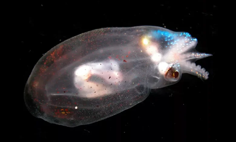 9 عکس شگفتانگیز از دنیای درخشان و مرموز اعماق اقیانوس_اسپایدر 1 Japetella.jpg.webp