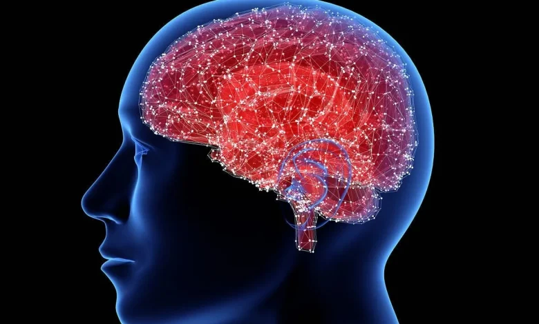 کشف مولکولی در مغز که میتواند حس گرسنگی را خاموش کند_اسپایدر 1 molecule that switches off hunger in the brain ۱.jpeg.webp